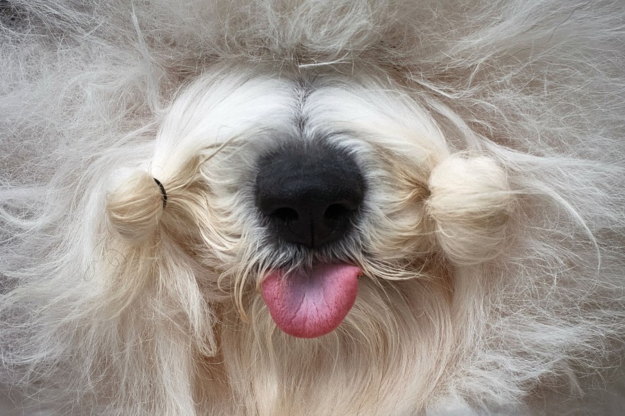 A close view of a sheepdog's face, its tongue sticking out, its eyes hidden under long fur, and hair ties holding some of its muzzle fur