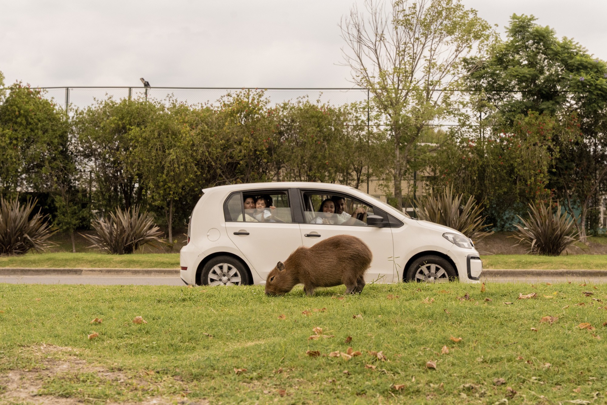 Several people in a car look out their windows at a capybara that is grazing near the road.