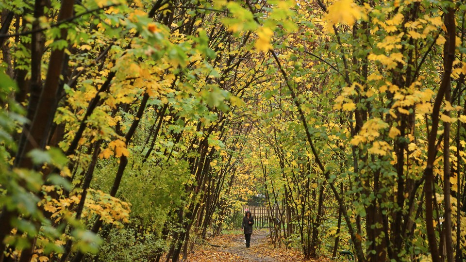 A woman walks on a densely wooded path.