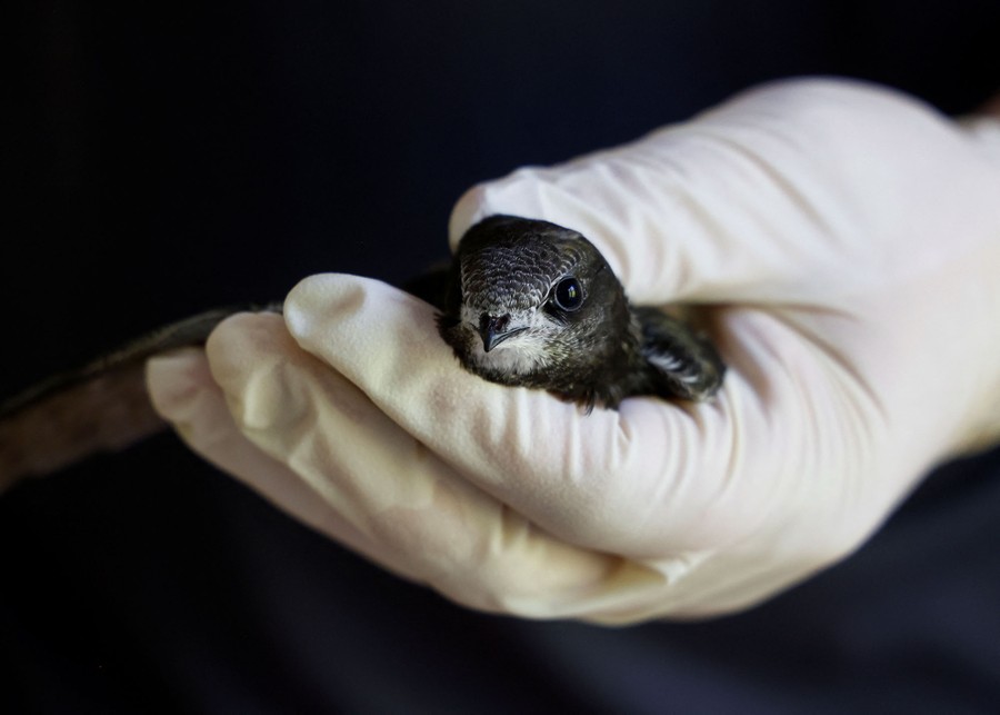 A person wearing a rubber glove holds a small bird.