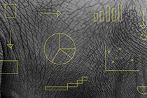 Math shapes and graphs, the skin of an elephant in the background