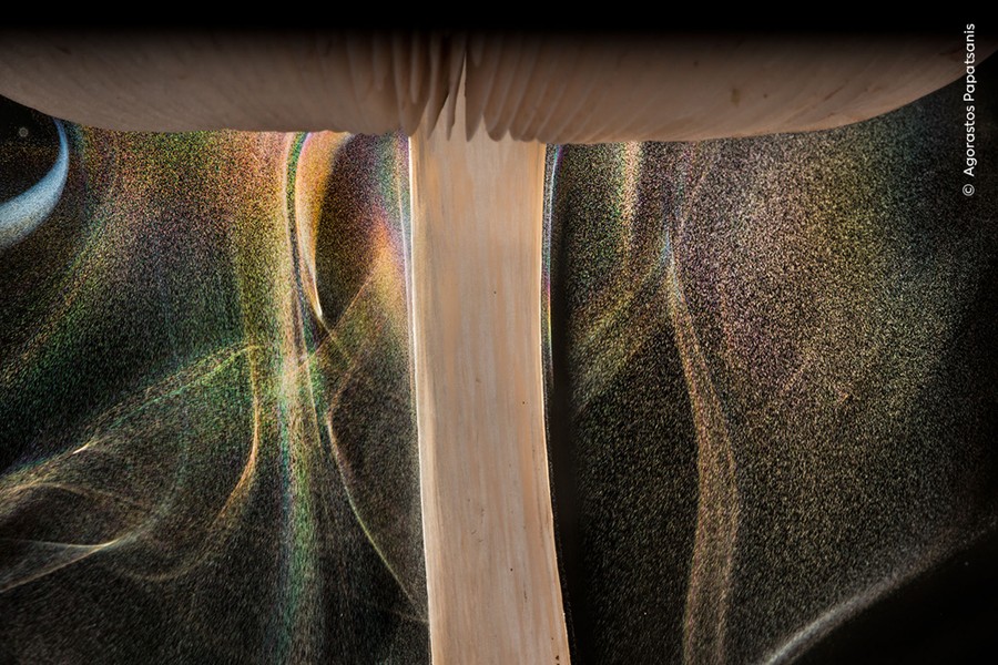 A very close image of a mushroom emitting spores, which appear flow through the air in curtains.