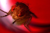 A male fruit fly under red light