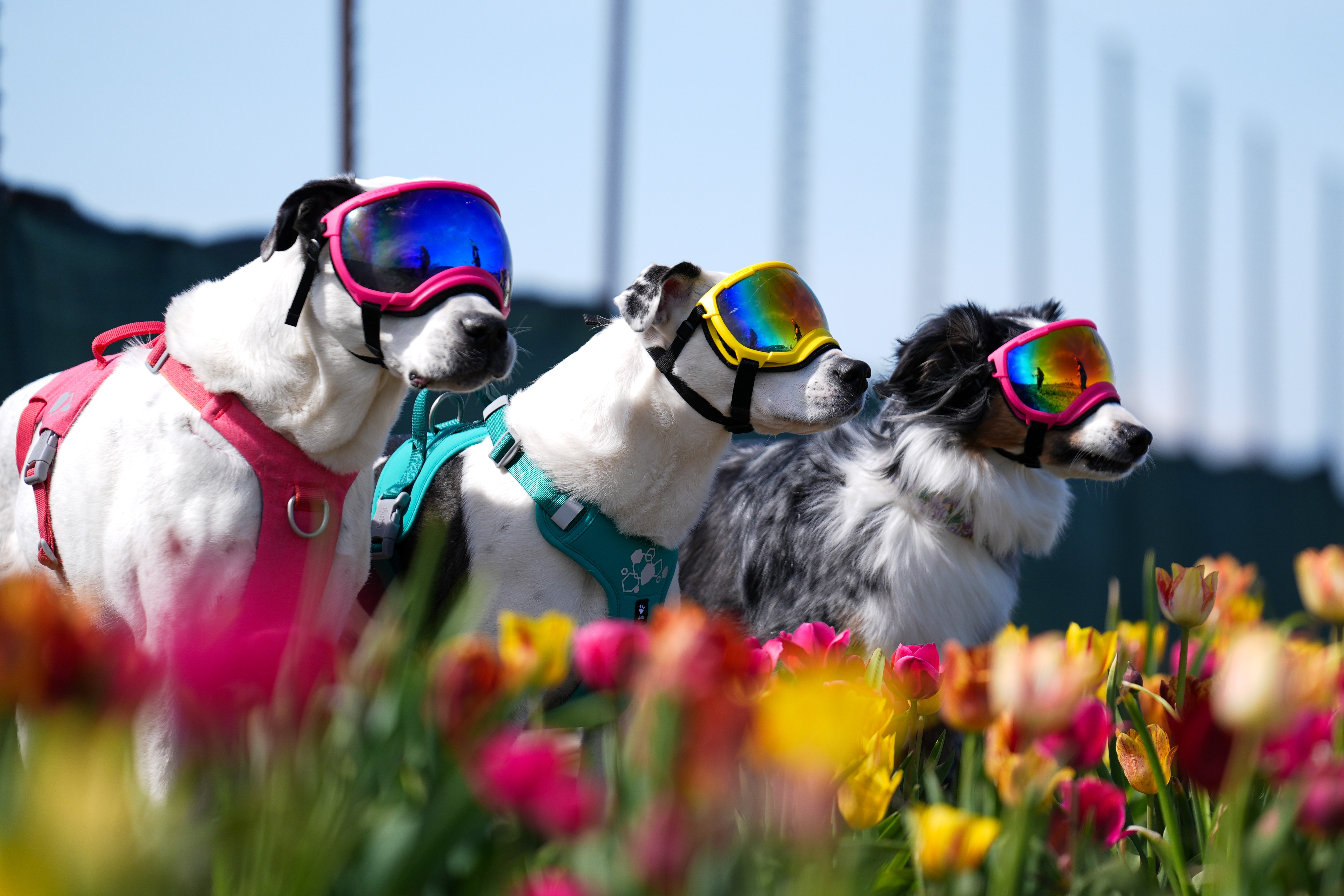 Three dogs wearing goggles pose for a photo at a tulip farm.