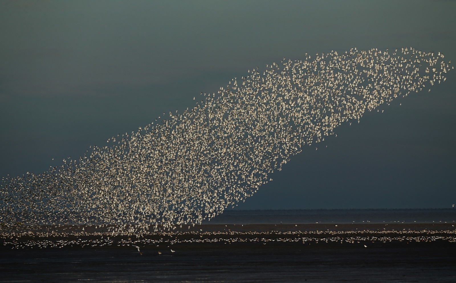 A large flock of seabirds takes flight.