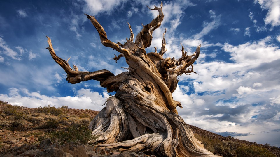 A twisted bristlecone pine against a blue sky