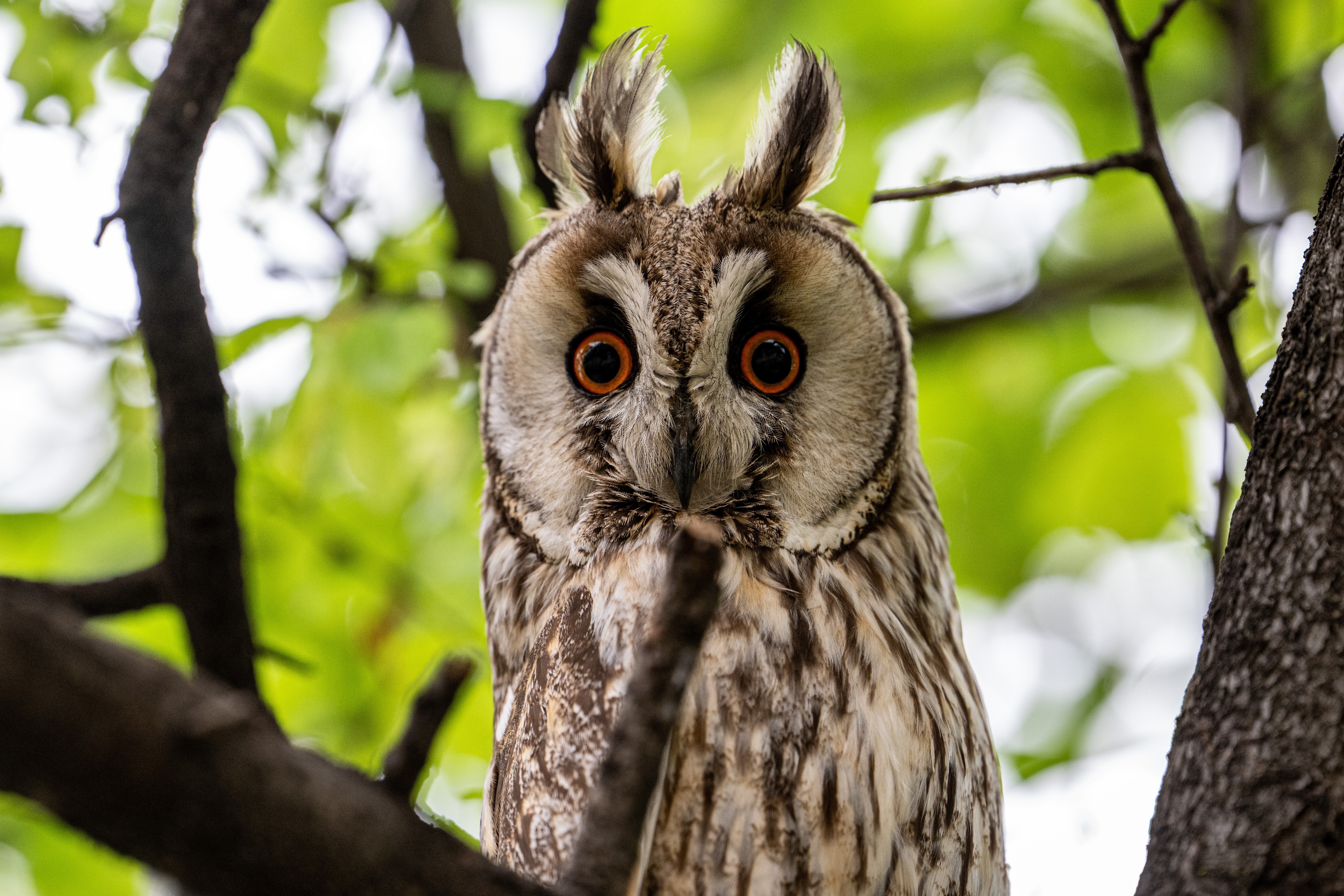 An owl perched in a tree