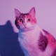 A wide-eyed calico cat in lavender lighting, with its shadow visible on the white wall behind it