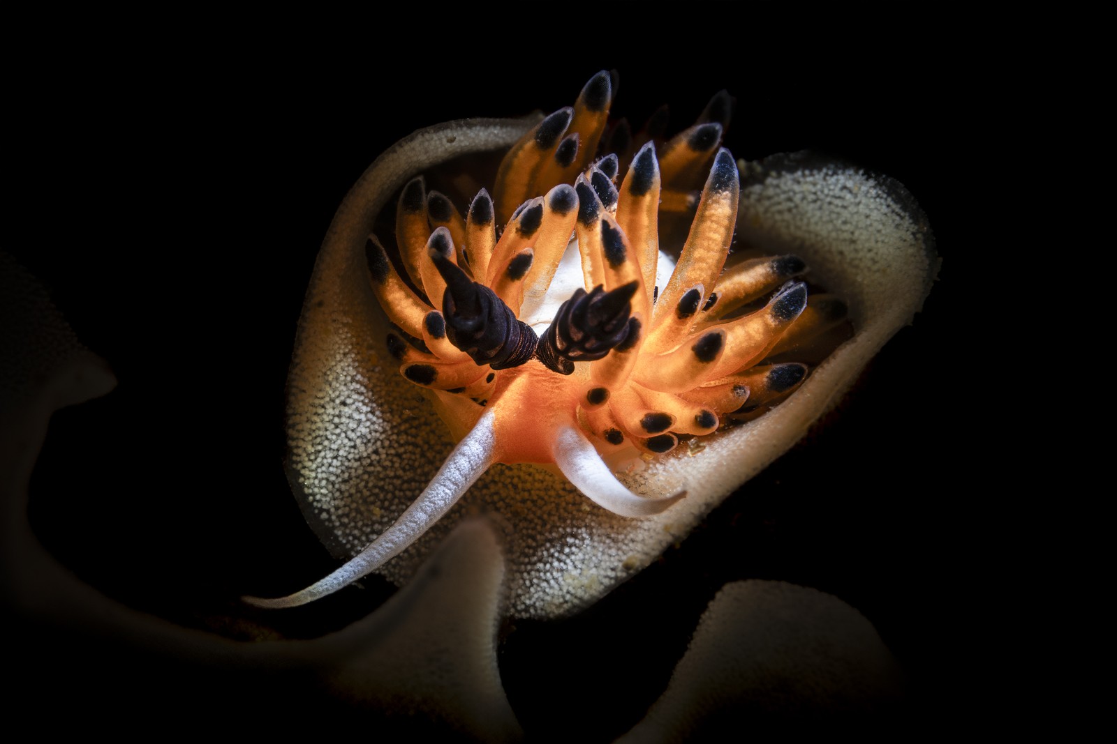 A colorful nudibranch—a small sea slug with many short tentacles and tentacle-like appendages