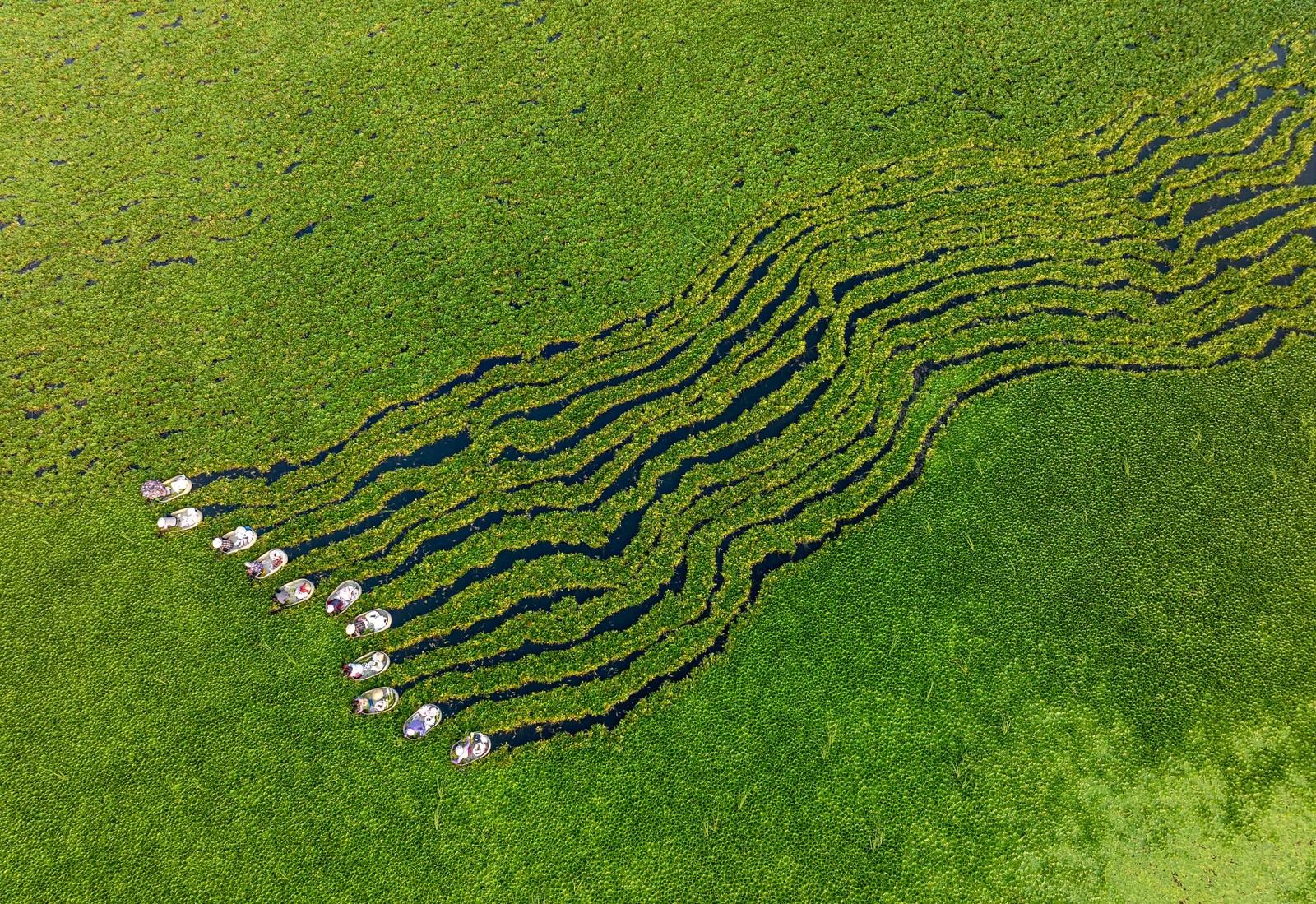 An aerial view of 11 people rowing small water chestnut buckets side-by-side through vegetation, leaving parallel wiggly trails behind them.
