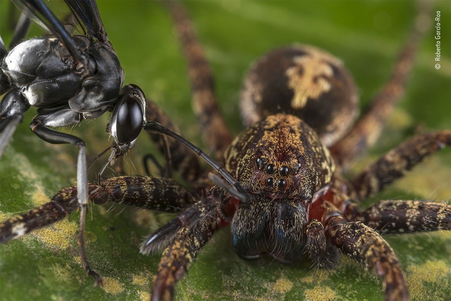 A close up view of a wasp and a spider.