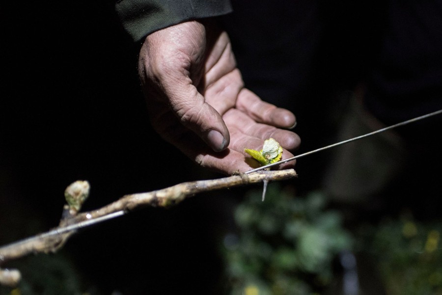 A person checks on vine buds.