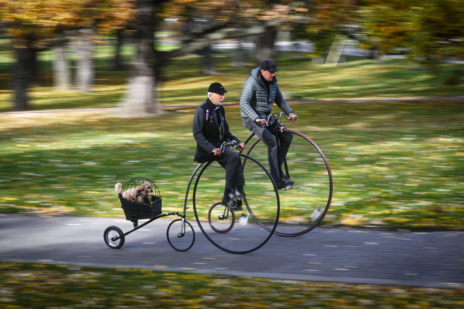 People ride on tall penny-farthing bicycles in a park—one towing a small trailer with a dog.