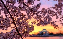 The Jefferson Memorial is framed by cherry blossoms as the sun rises.