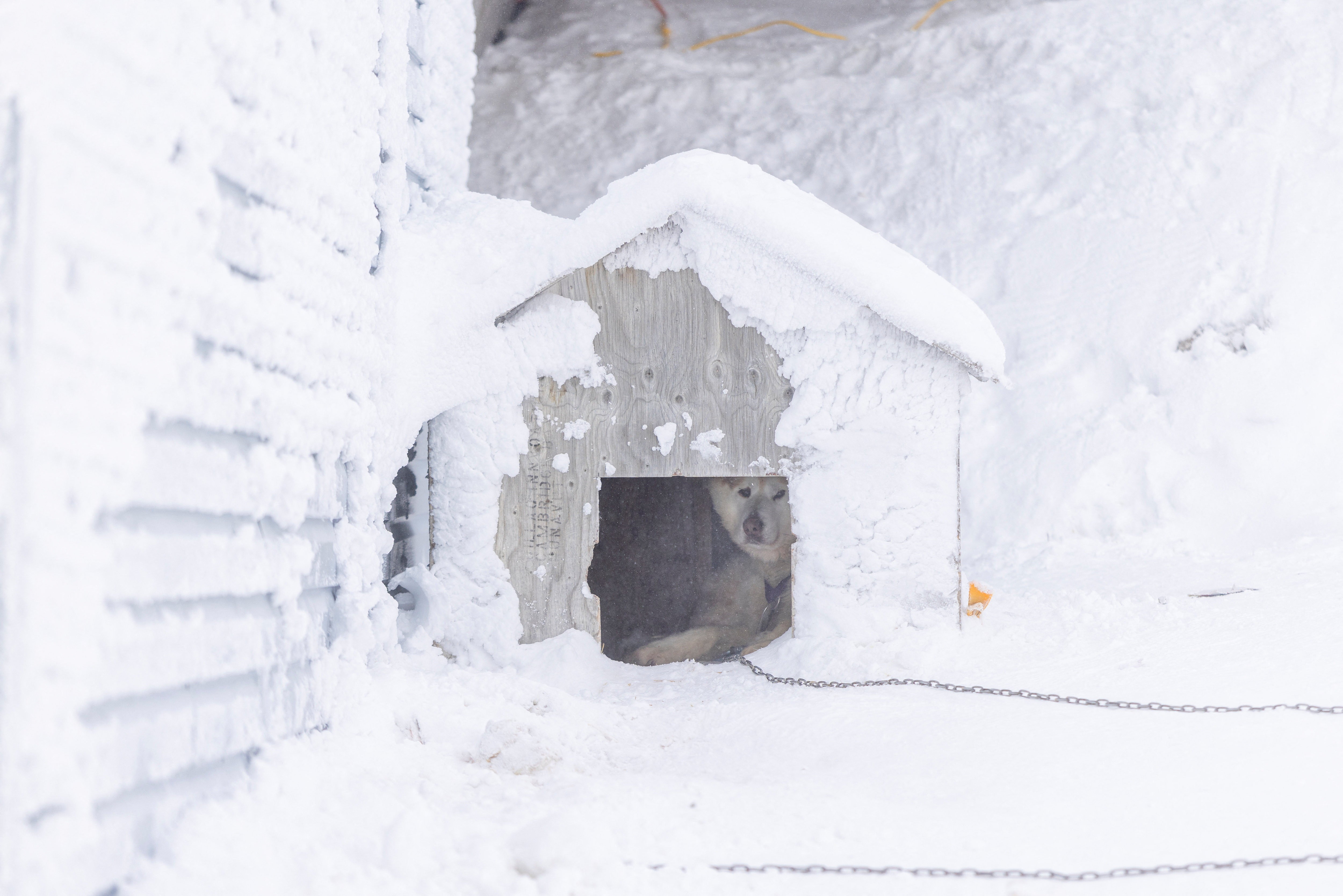 A dog shelters in its doghouse during blizzard conditions, everything covered in snow.