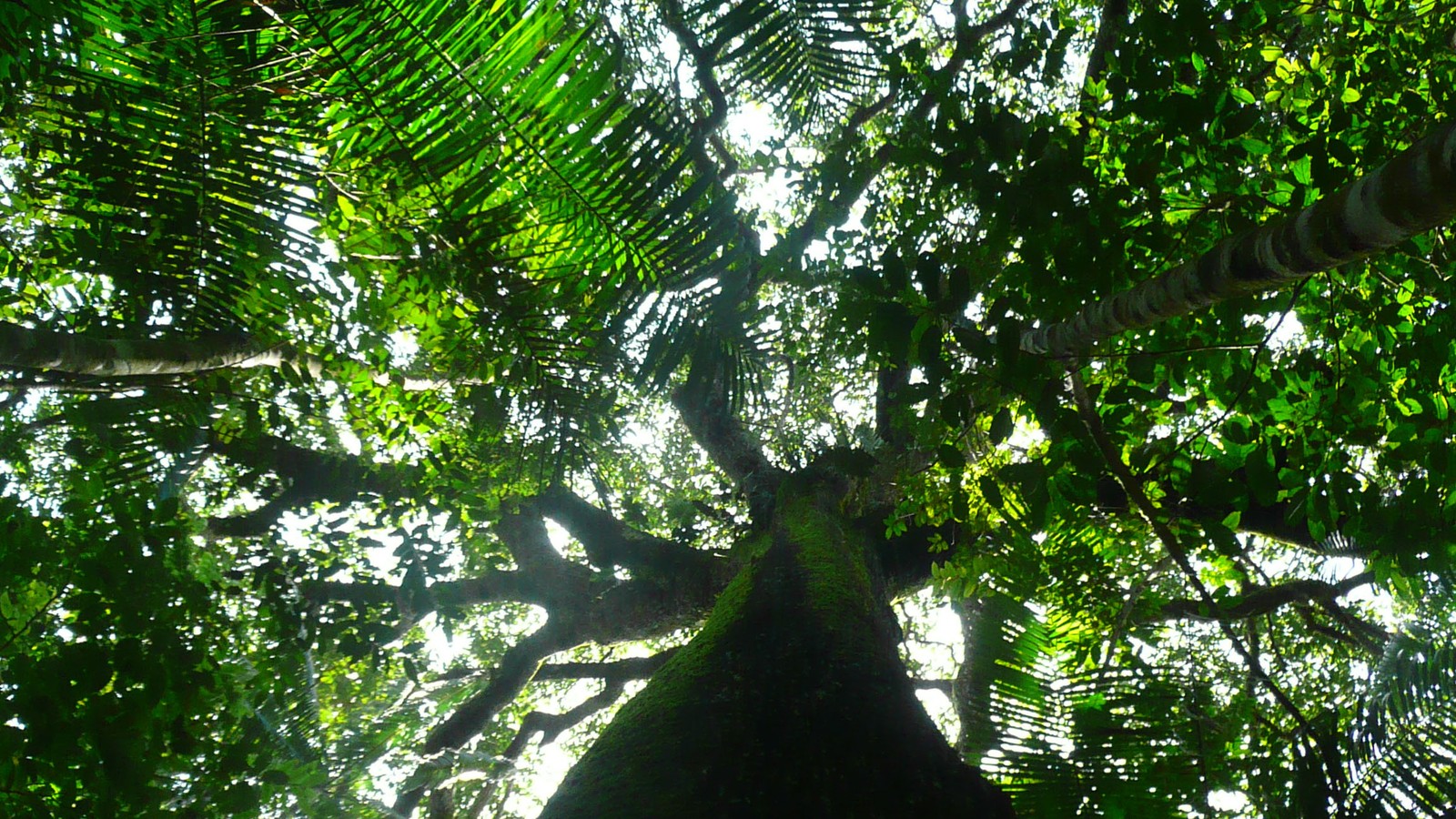 The Amazon Rainforest Was Profoundly Changed by Ancient Humans - The  Atlantic