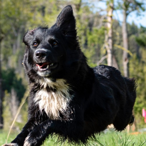 Archaeologists Are Using Dogs To Find Human Remains The Atlantic