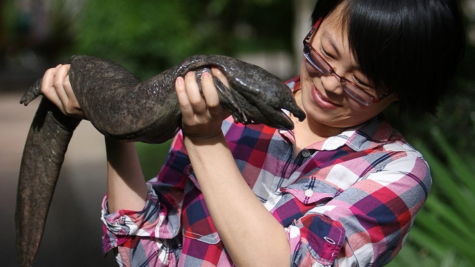 Jing Che holds a Chinese giant salamander
