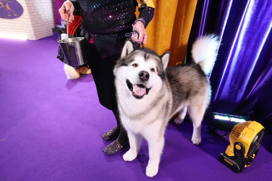 A dog stands beside its handler.