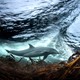 A bottlenose dolphin swims beneath a crashing wave.