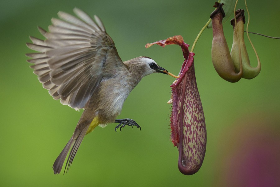 A small bird feeds on an insect trapped in a pitcher plant.