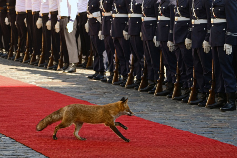 A fox runs across a red carpet, past a military honor guard.