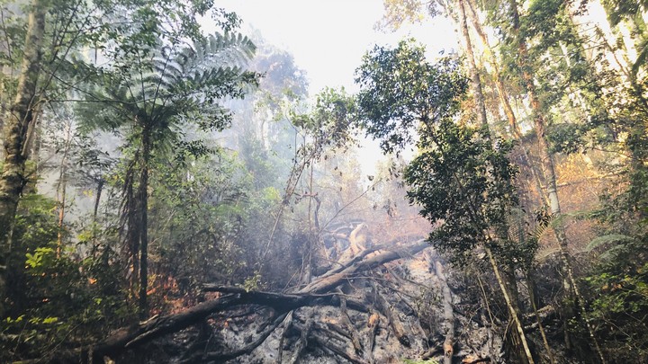 Bushfires left behind a burnt swathe of trees in Australia's Nightcap range.