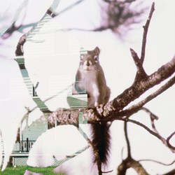 Illustration of a squirrel.