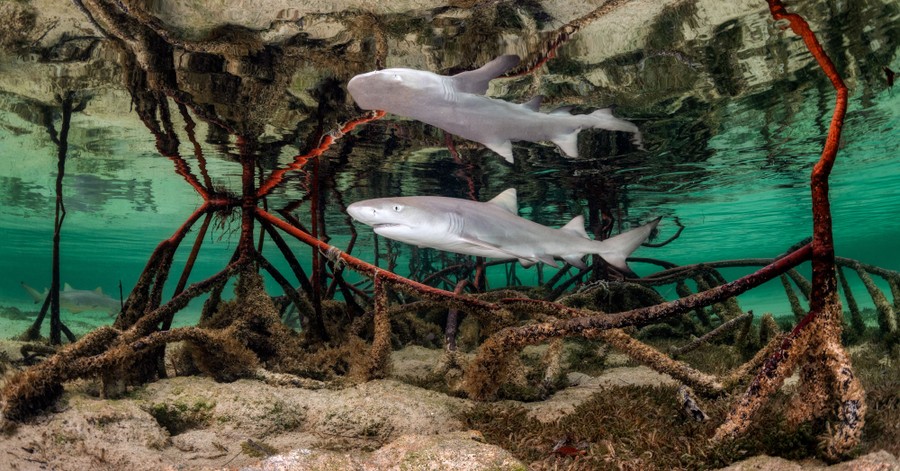 A small shark swims through a tangle of tree roots in shallow water.