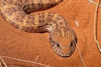 the head of a snake with gold, brown, and black scales on red sand