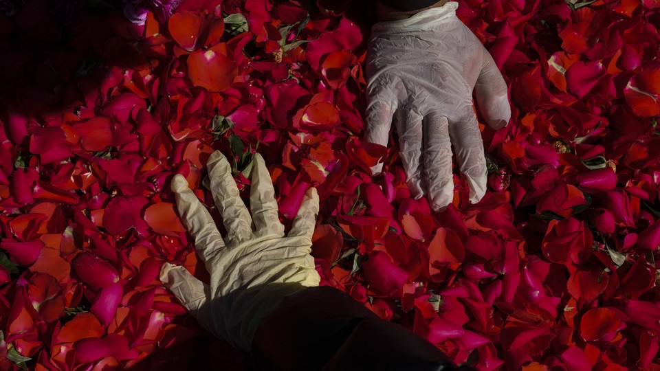 Hands in gloves touching rose petals