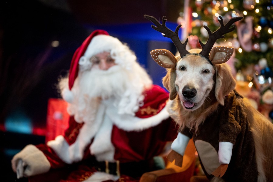 A person dressed as Santa Claus shares a moment with a dog dressed as a reindeer.