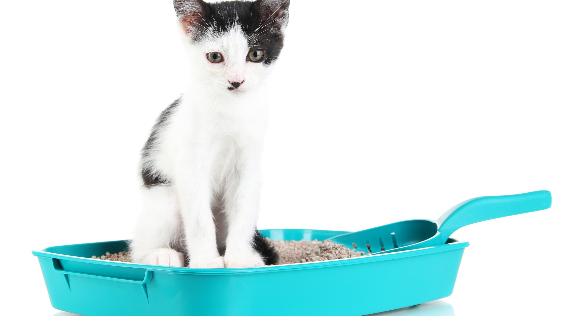 Problem Our Tenant Is Making Our House Smell Like Cat Urine The Atlantic