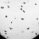Small insects silhouetted against a white background