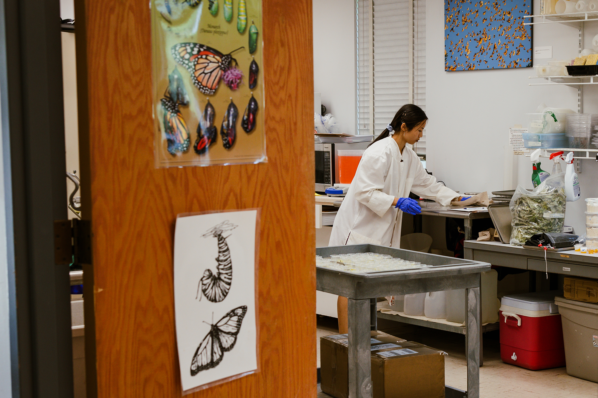 a woman in a white lab coat prepares caterpillar food in a laboratory