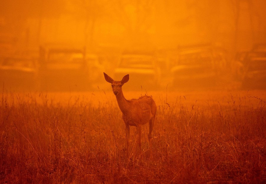 A deer wanders in a field in heavy smoke.