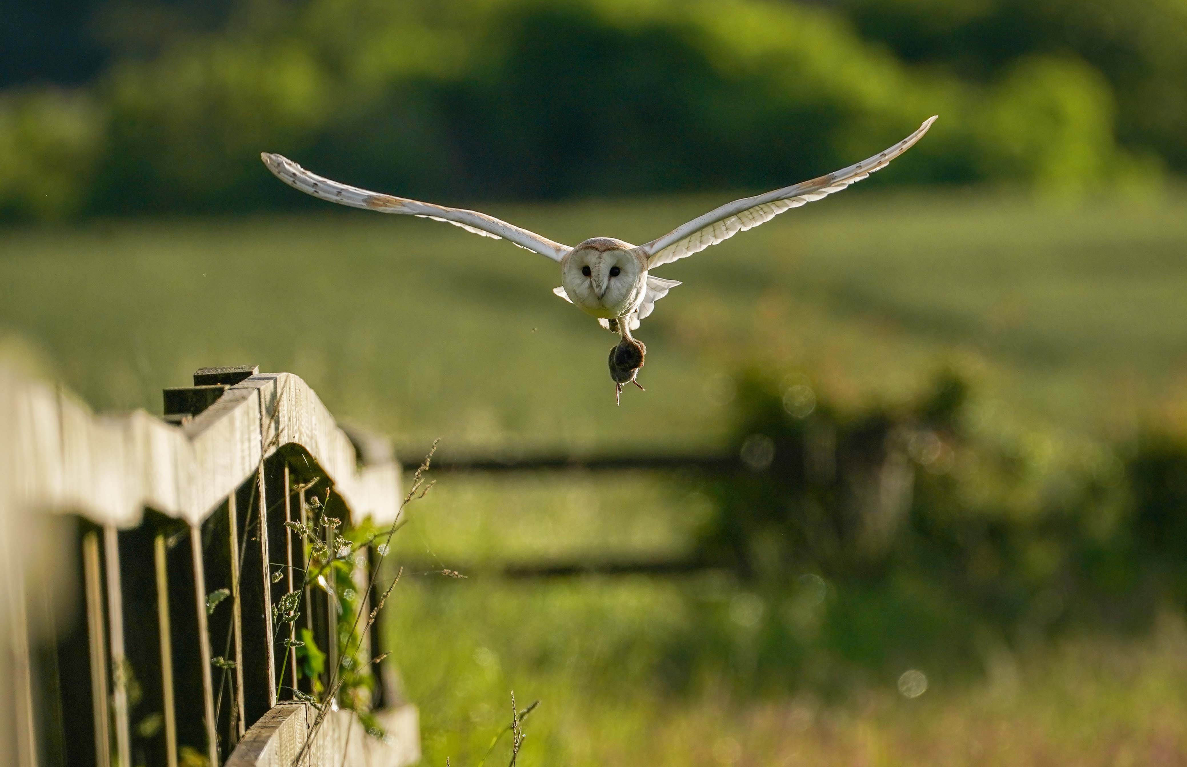 An owl, in flight, carrying a rodent in one of its talons