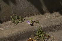 a purple flower growing out of a concrete curb