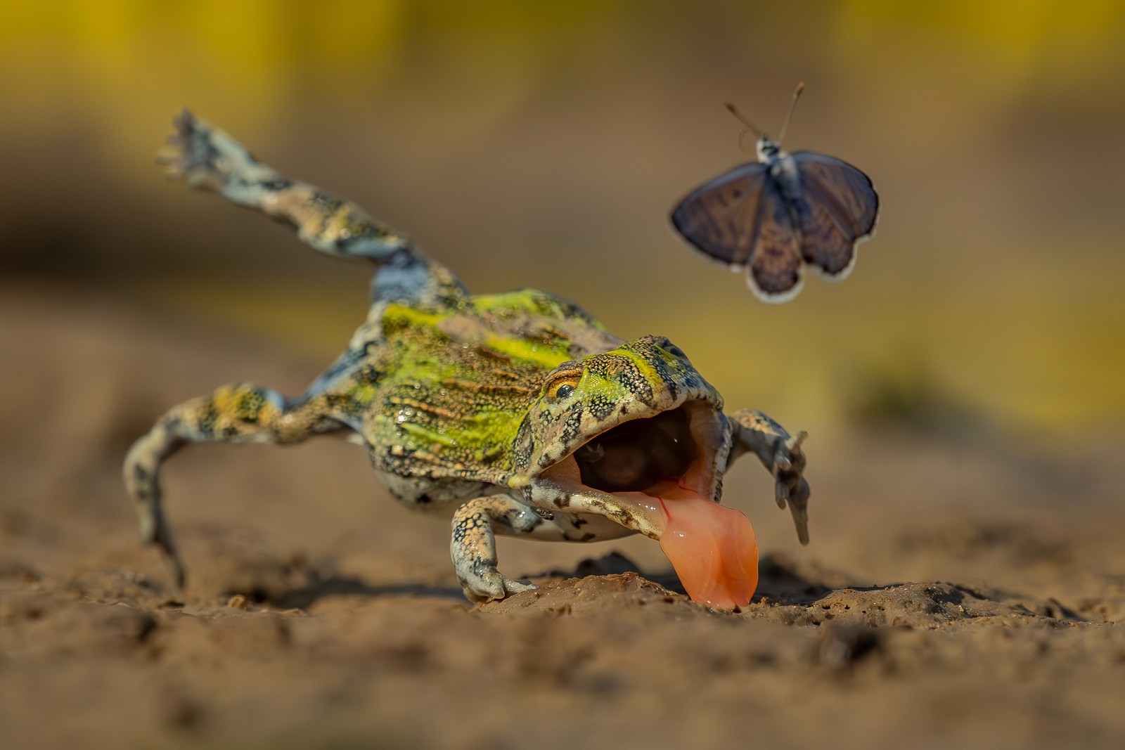 A bullfrog leaps after a moth, missing it, and falling with its mouth open and tongue out.