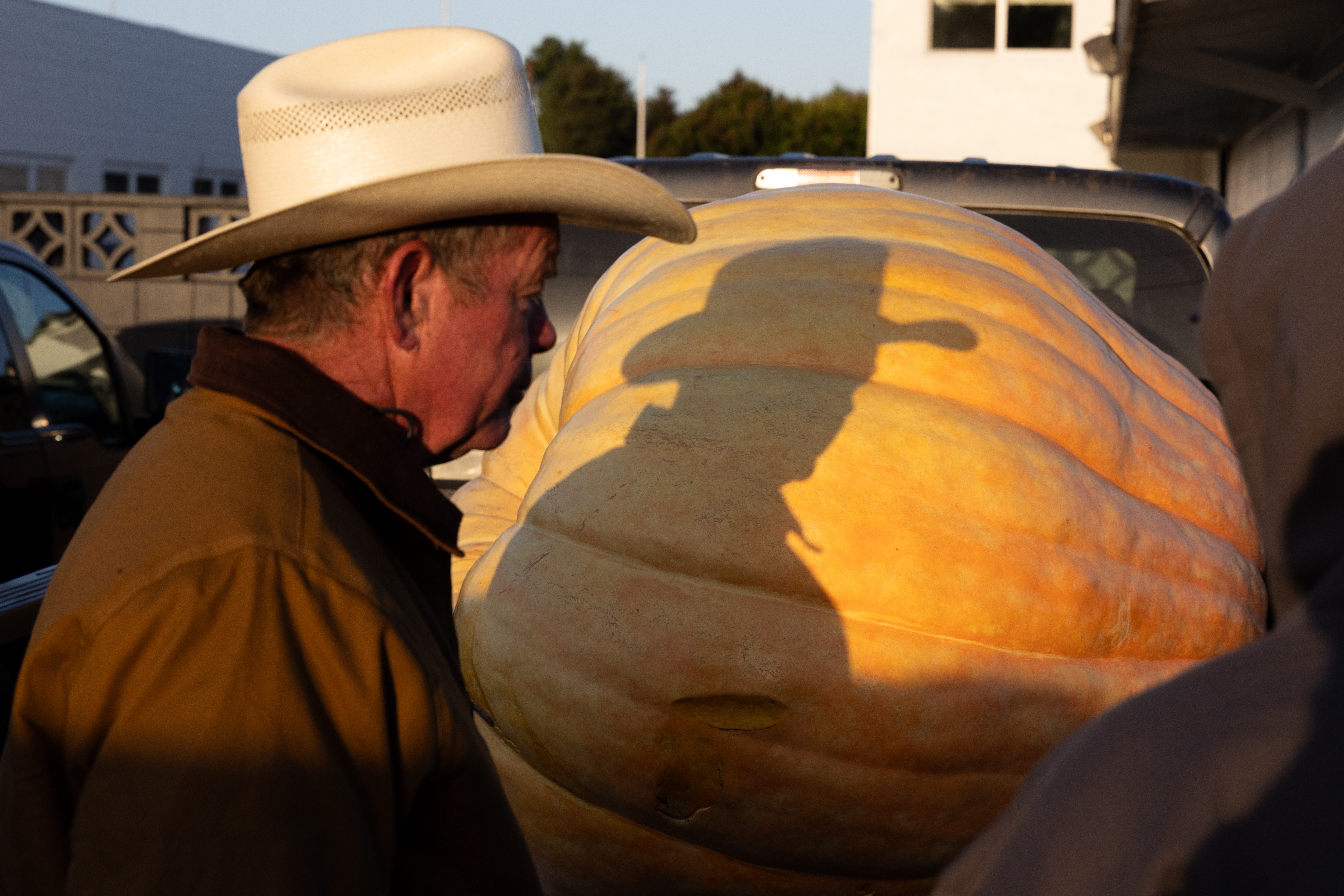 A man in a cowboy hat casts a shadow on a giant pumpkin.