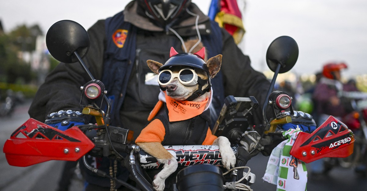 本周精选：梅花绽放，铁艺烟花，嘉年华女王