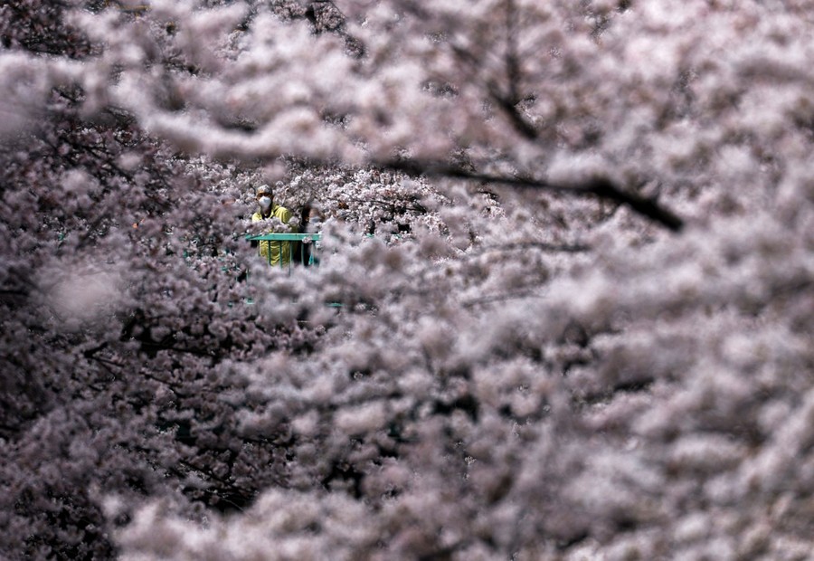 A view through many blossoming cherry-tree branches of a person leaning on a railing in the distance.
