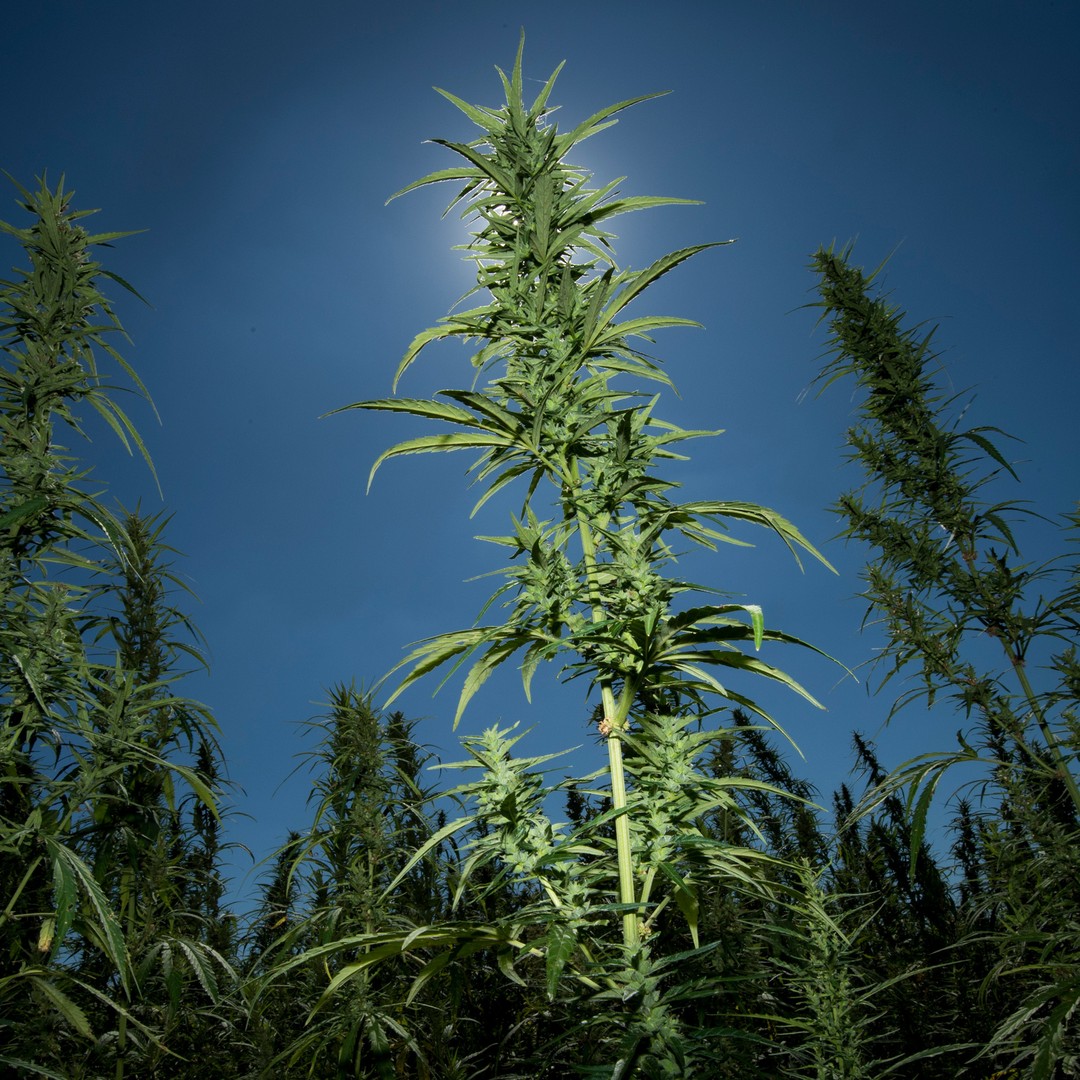 Congress Accidentally Legalized Weed Six Years Ago - The Atlantic