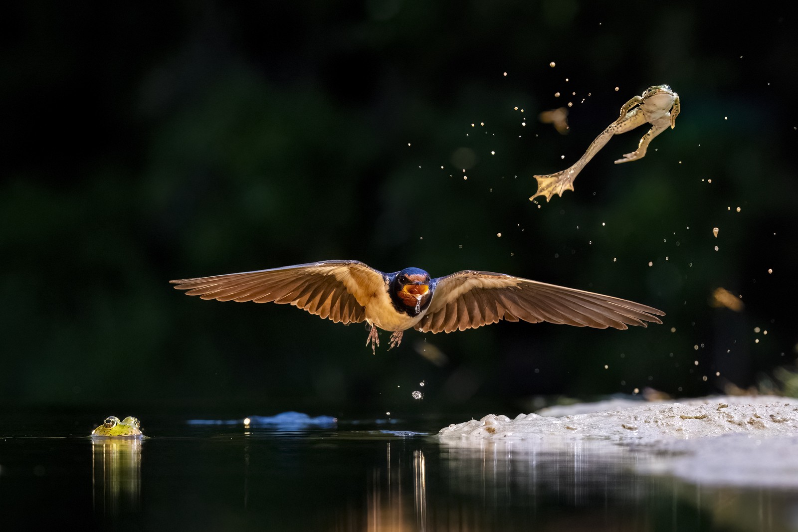 A small bird flies close to the surface of a pond as a frog leaps into the air ahead of it.