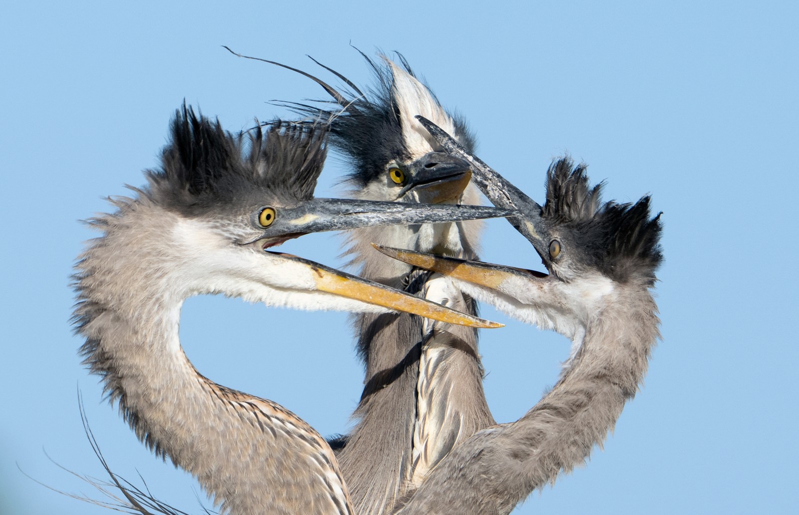 Three heron chicks squabble, begging for food.