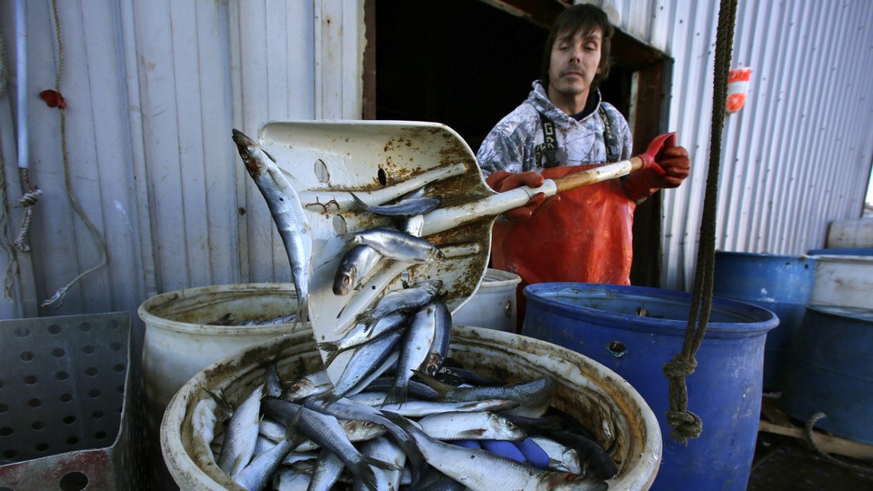 A man shovels fish into a barrel.