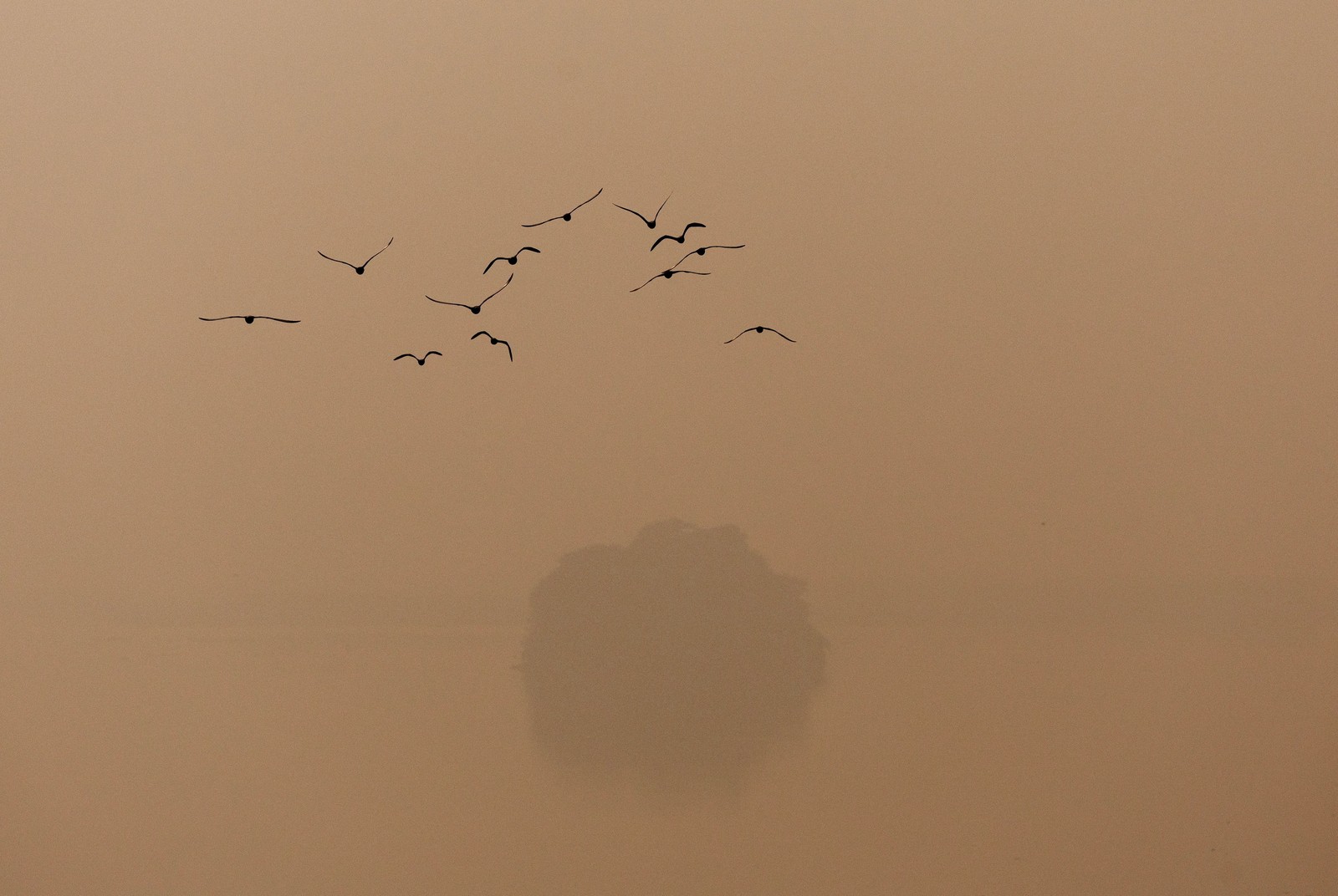 A flock of birds flies past a tree on a smoggy morning.