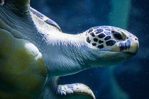 sea turtle