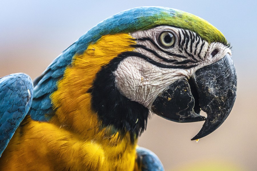A close view of a parrot