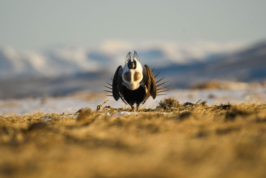 A male greater sage-grouse stands on grass and sagebrush and directly stares down the lens.
